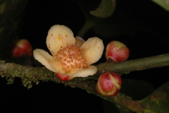 Garcinia morella